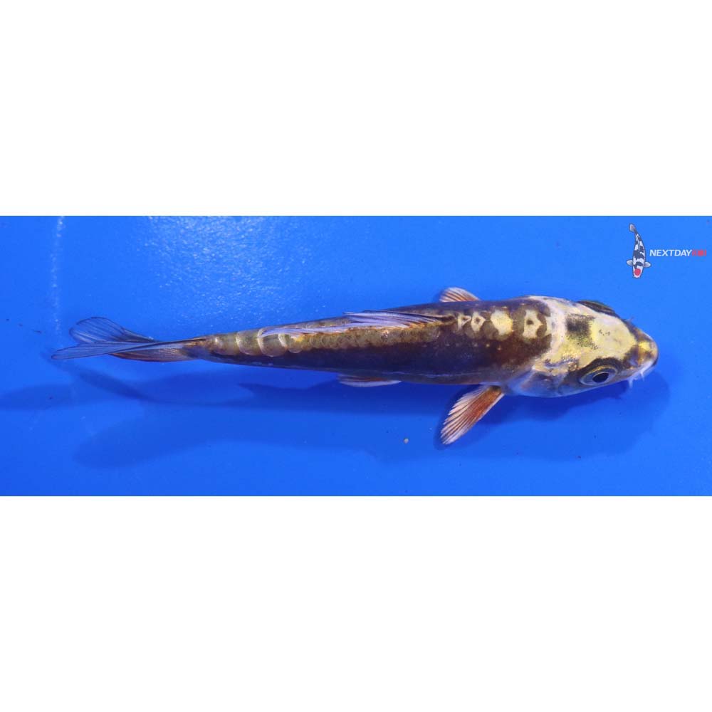 4” Imported Kin Kikokuryu