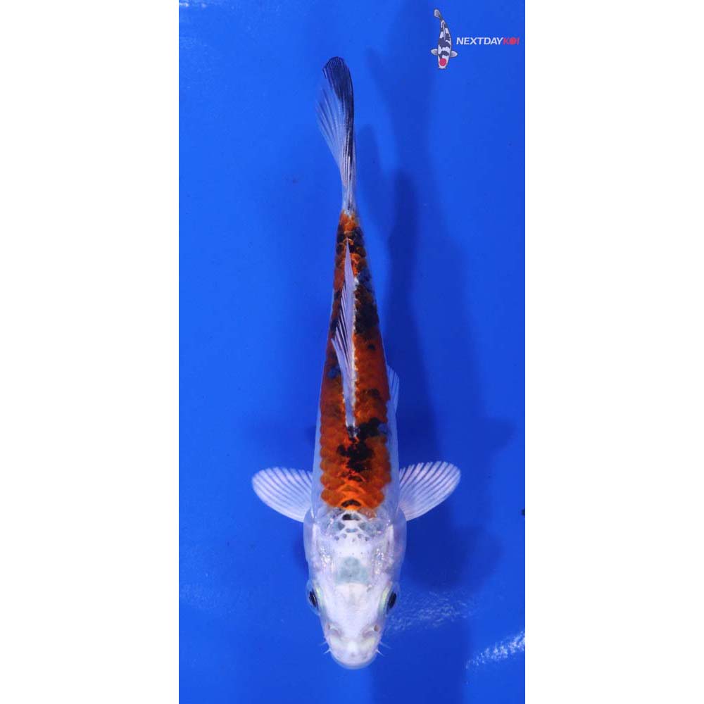 4” Imported Yamato Nishiki