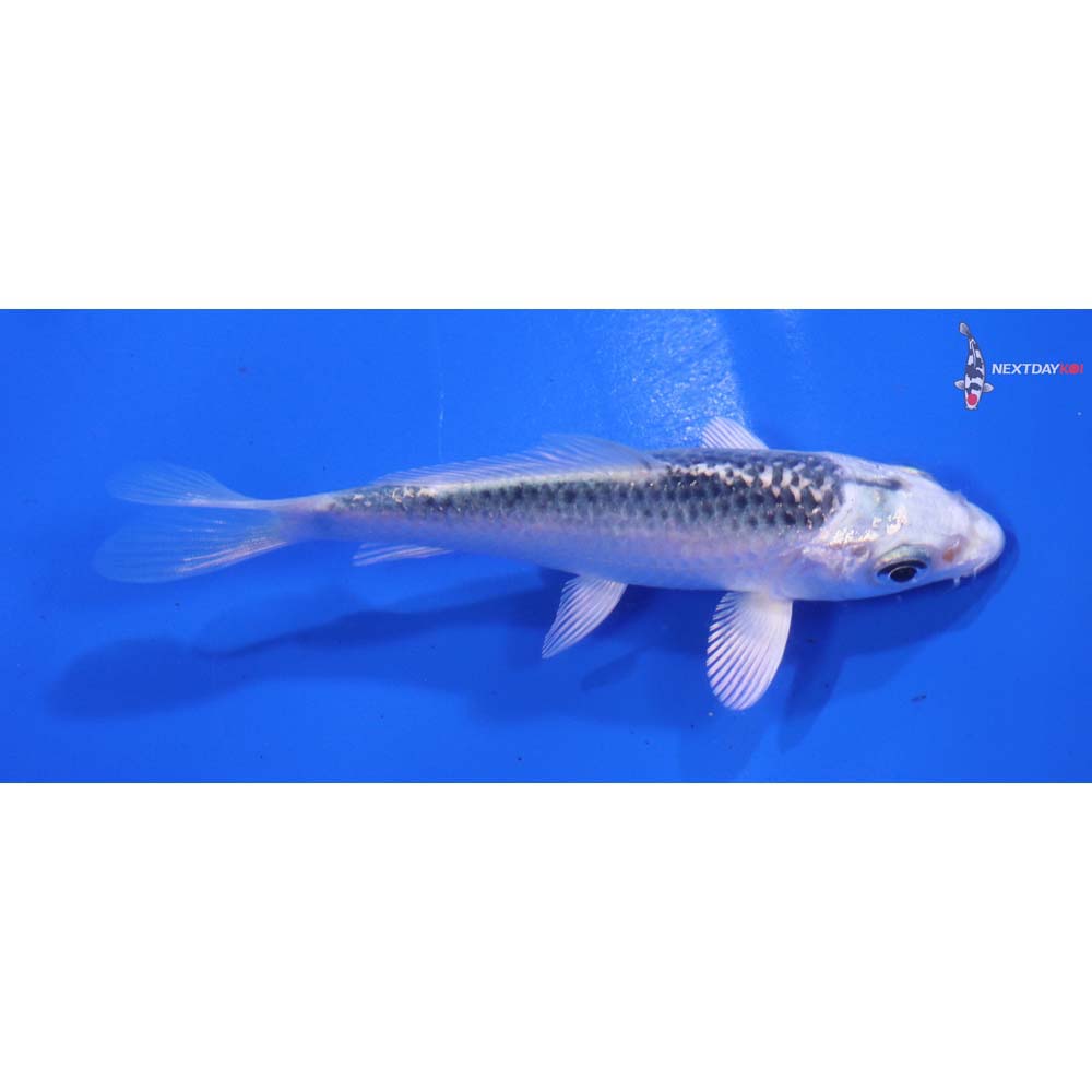 4” Imported Gin Matsuba