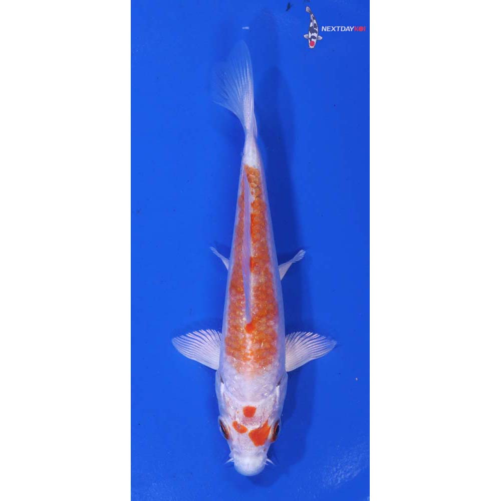 4.5” Imported Hariwake