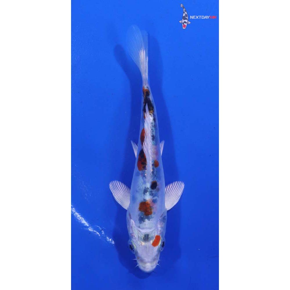 4.5” Imported Heisei Nishiki