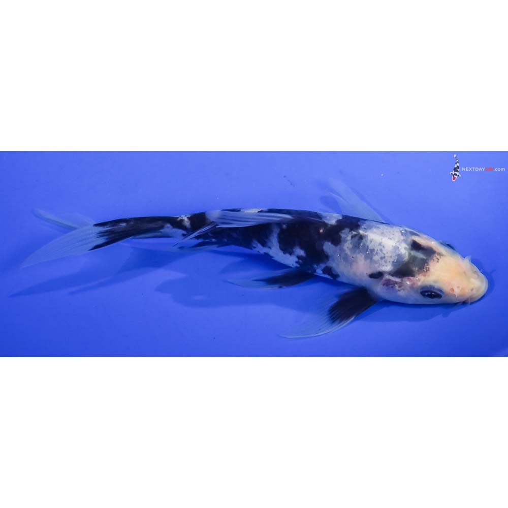 5.5” Imported Shiro Utsuri Butterfly Koi