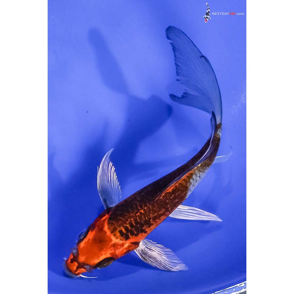 5.5” Imported Kujaku Butterfly Koi