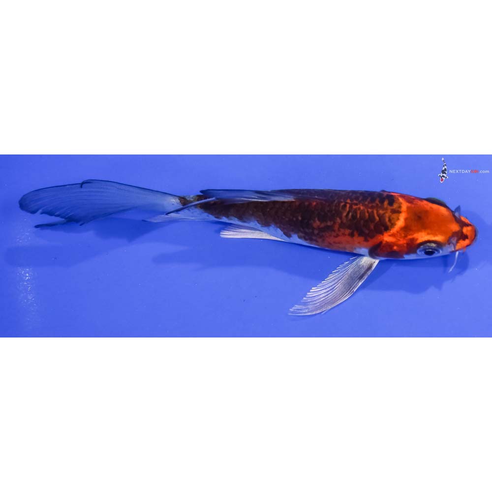 5.5” Imported Kujaku Butterfly Koi
