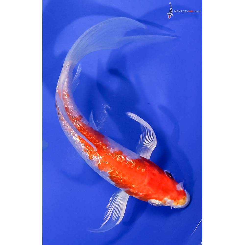 5.5” Imported Gin Rin Hariwake Butterfly Koi