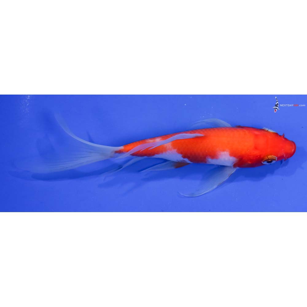 5.5” Imported Kohaku Butterfly Koi