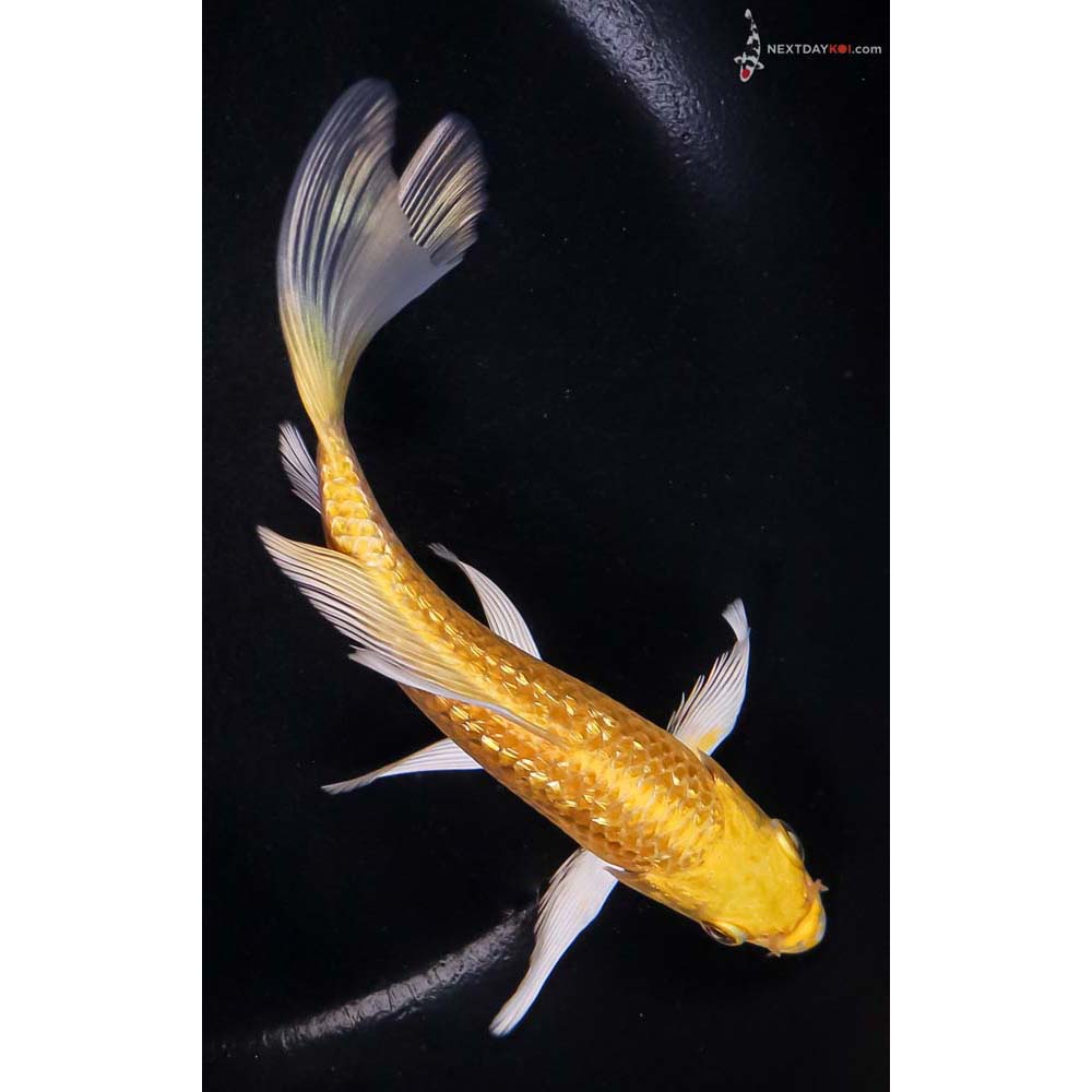 6” Imported Gin Rin Yamabuki Ogon Butterfly Koi