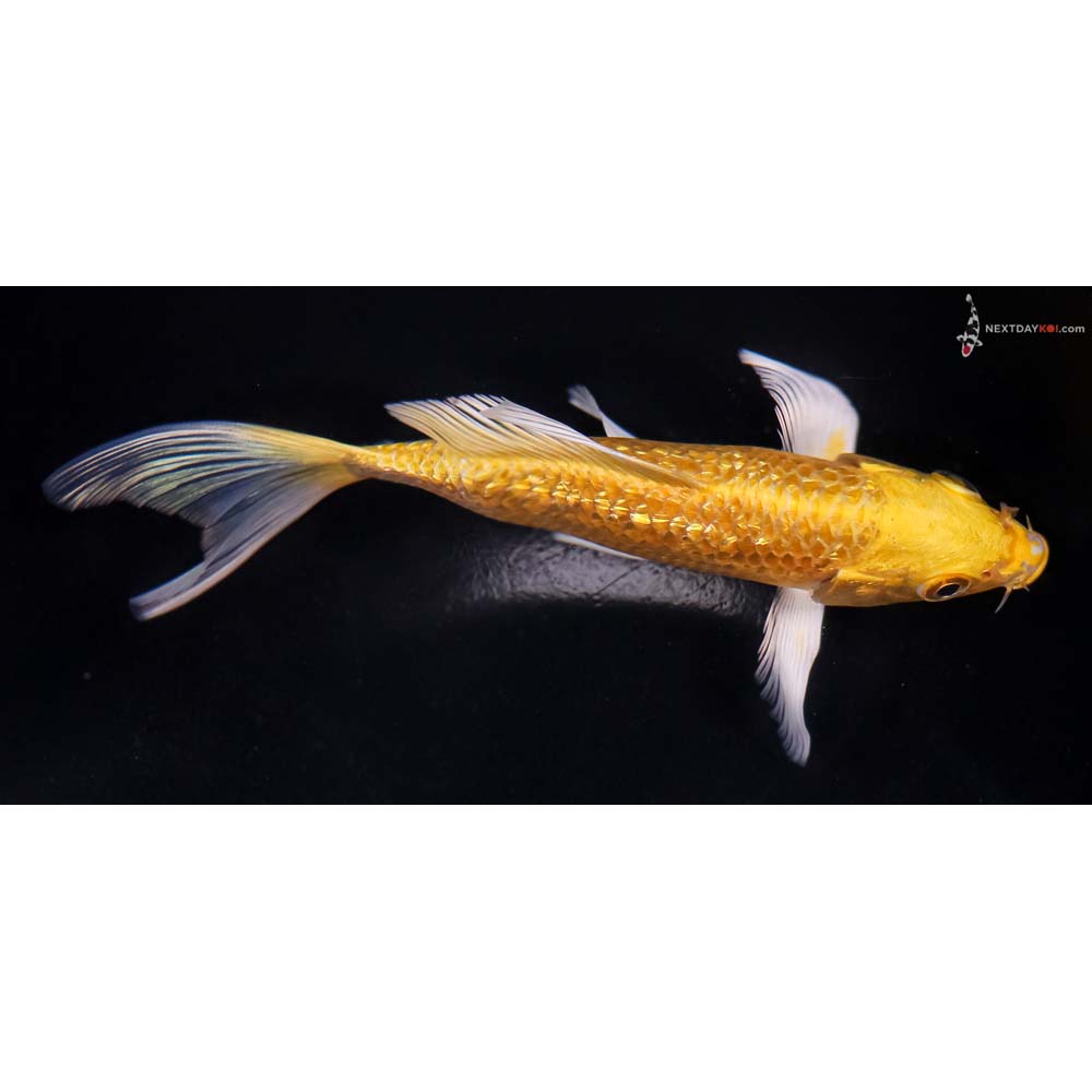 6” Imported Gin Rin Yamabuki Ogon Butterfly Koi