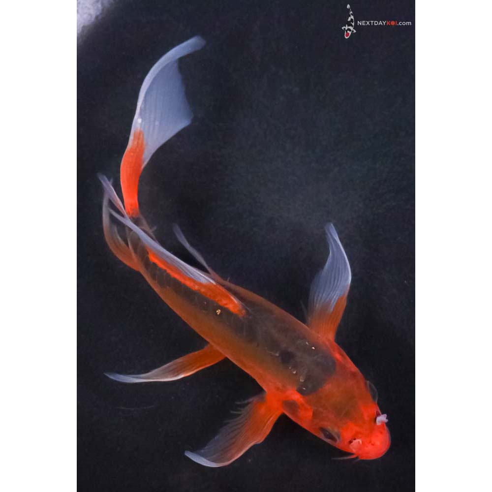 6” Imported Hana Shusui Butterfly Koi