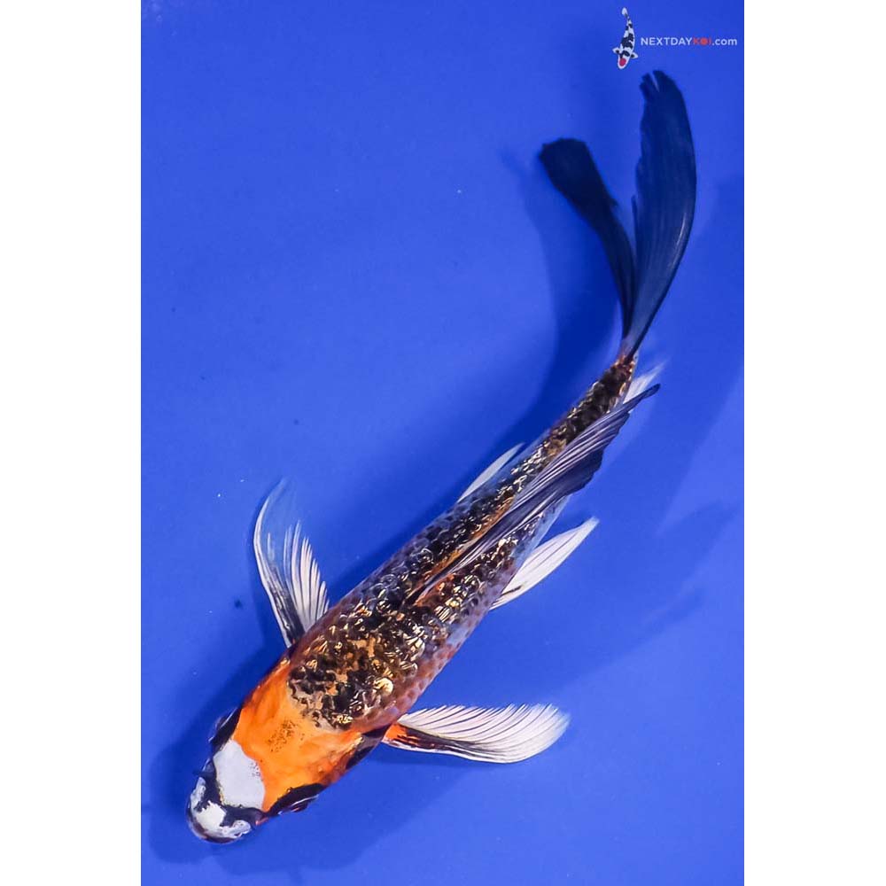 6.5” Imported Gin Rin Kujaku Butterfly Koi