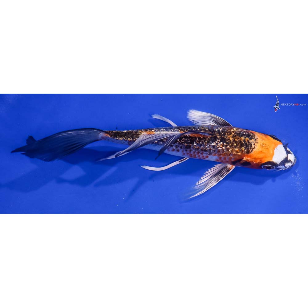6.5” Imported Gin Rin Kujaku Butterfly Koi