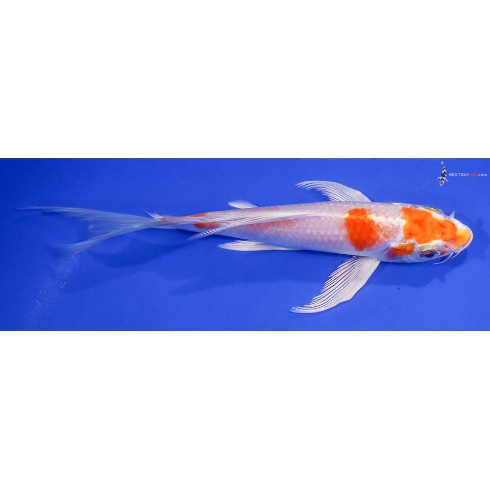 6.5” Imported Hariwake Butterfly Koi
