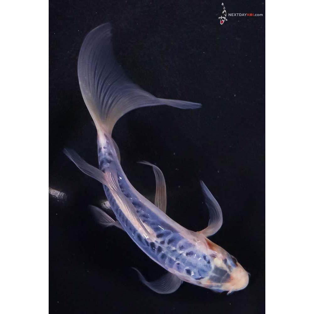 6.5” Imported Shusui Butterfly Koi