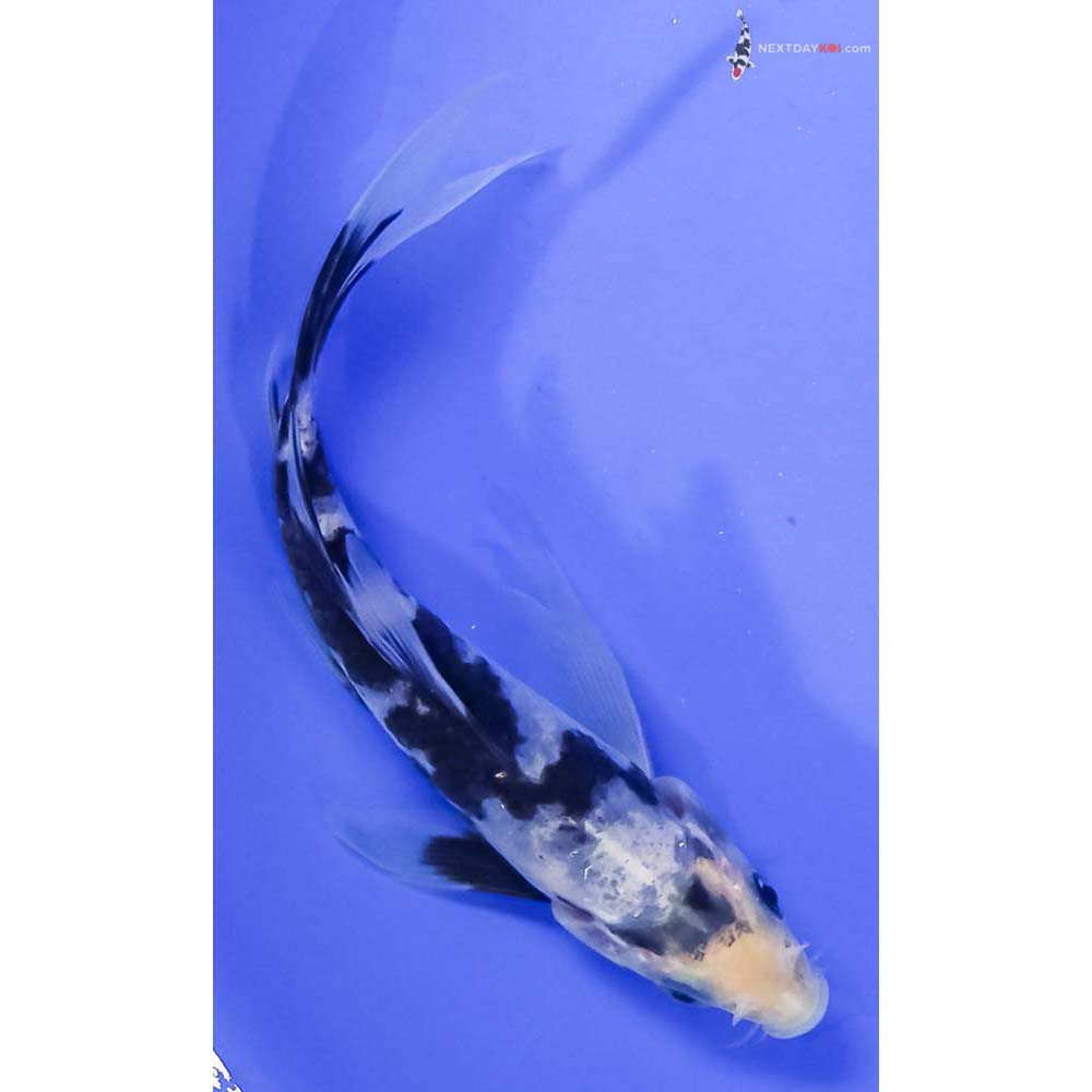 5.5” Imported Shiro Utsuri Butterfly Koi