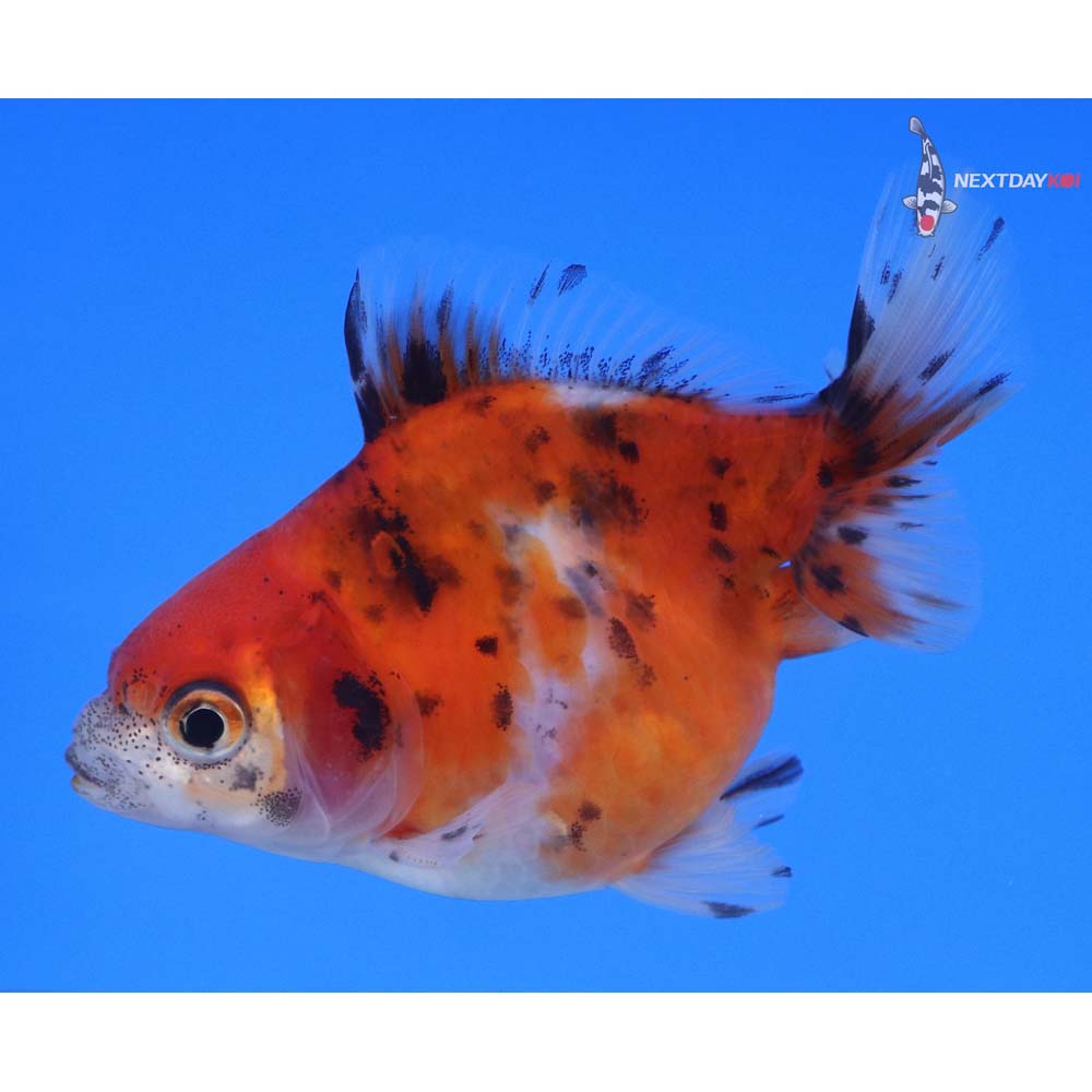 4” Imported Calico Ryukin