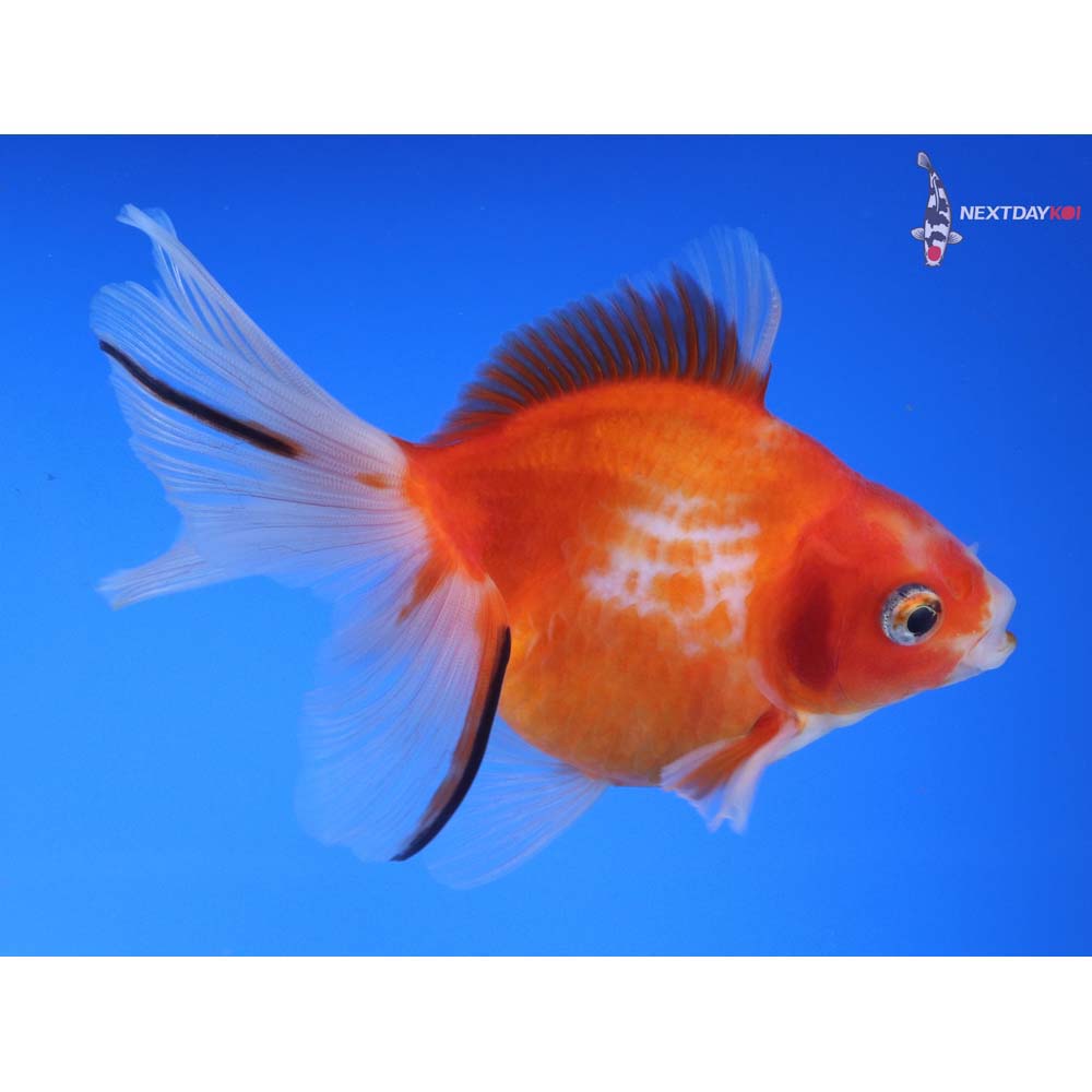 4.5” Imported Red and White Ryukin