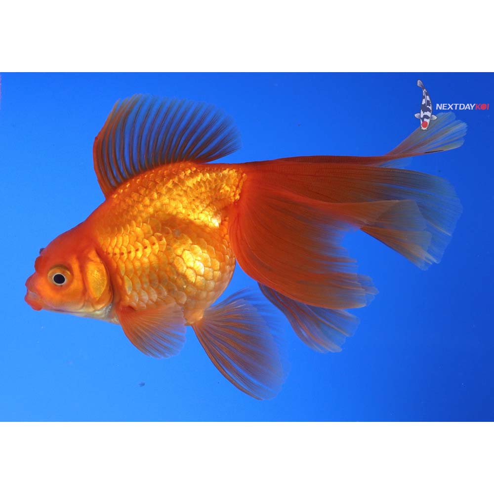 4.5” Imported Red Ryukin