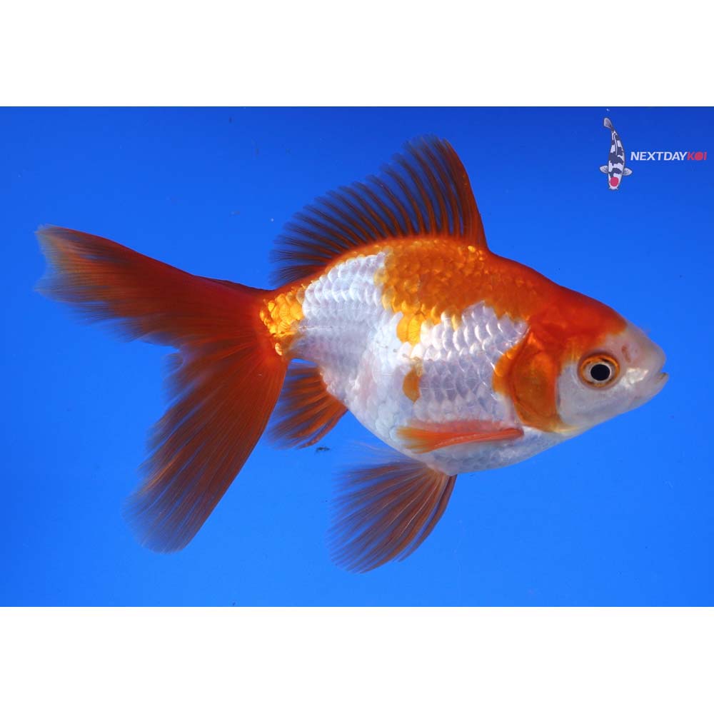 4.5” Imported Male Red and White Ryukin