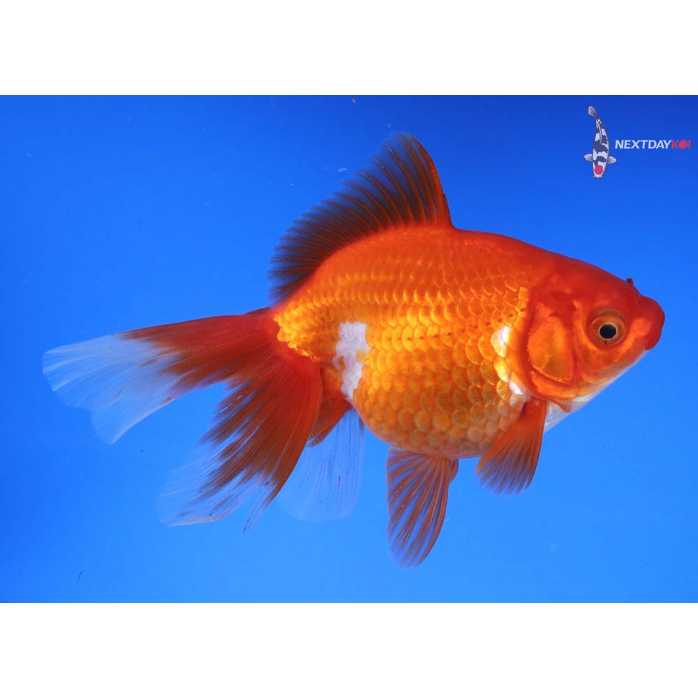 5” Imported Red and White Ryukin