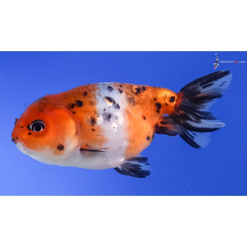 4” Imported Calico Ranchu