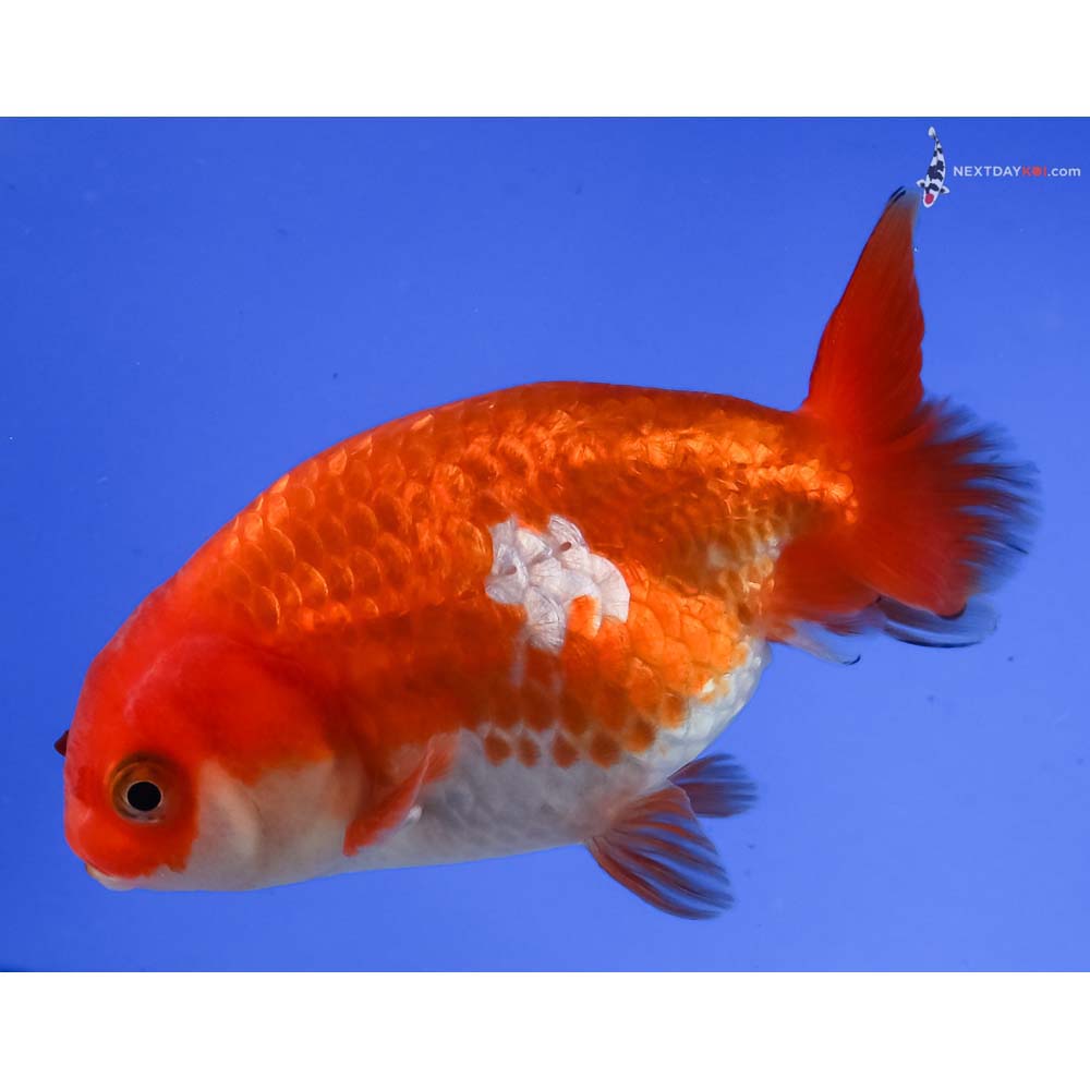 3.5” Imported Red and White Ranchu 