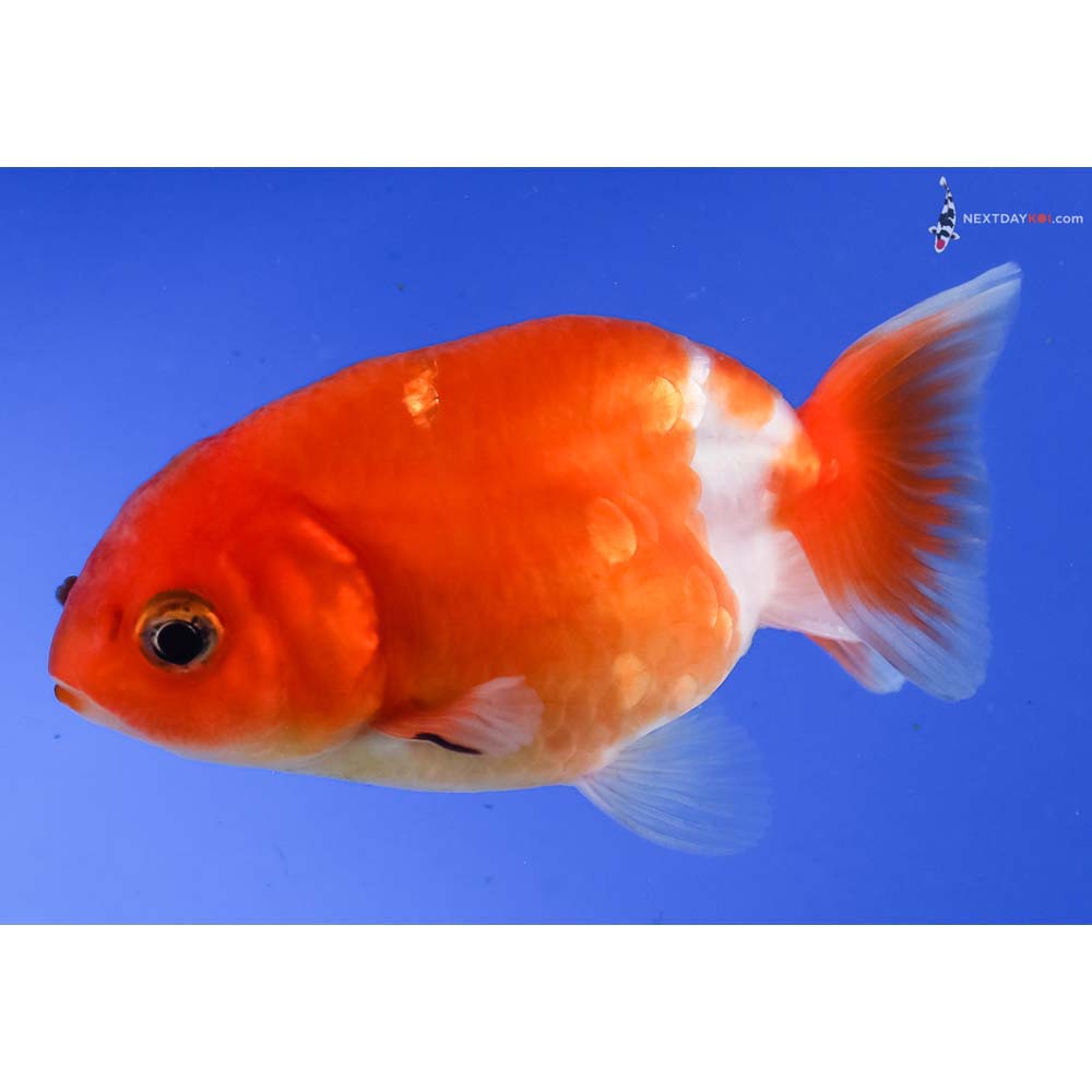3.5” Imported Red and White Ranchu 