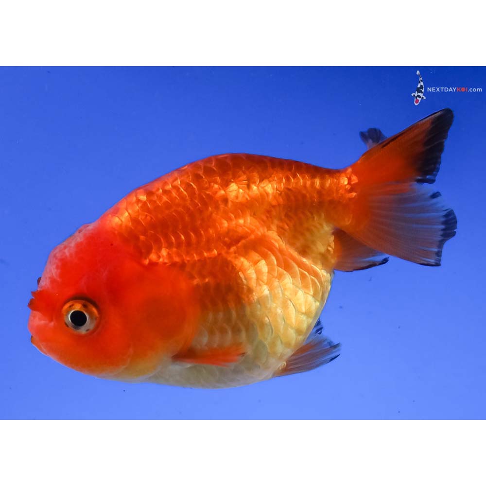 3.5” Imported Red Ranchu