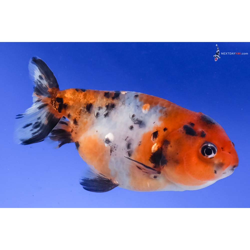 4” Imported Calico Ranchu