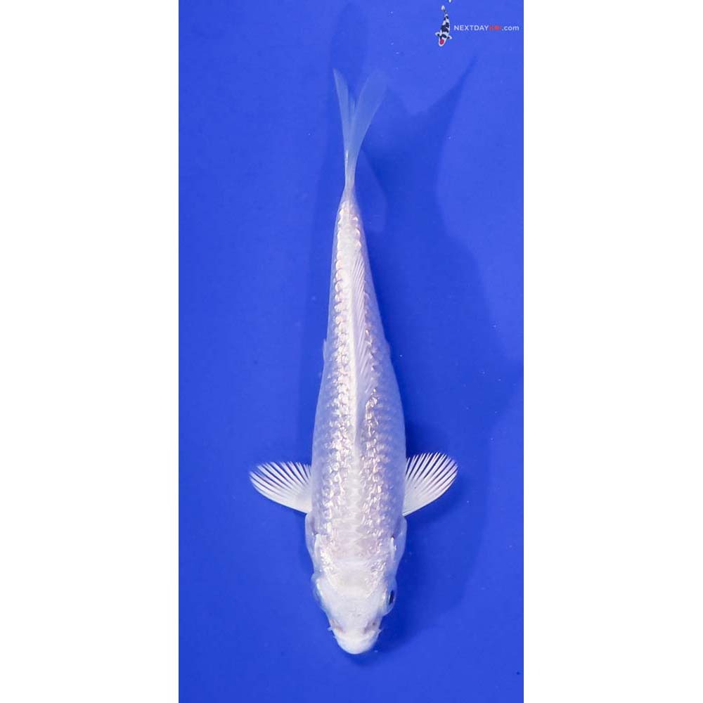 3” Imported Gin Rin Platinum Ogon