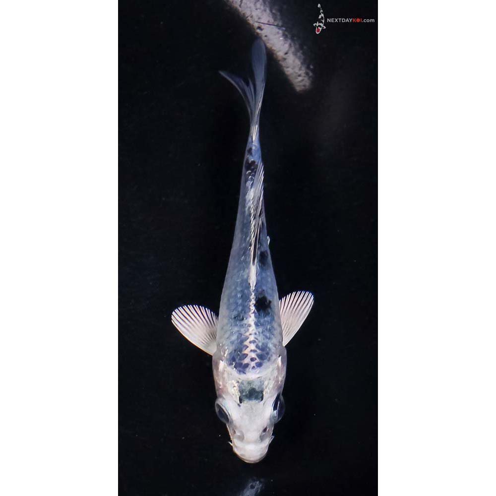 3” Imported Gin Shiro Bekko