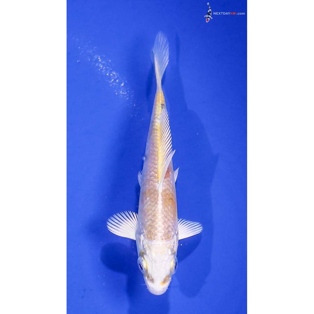 3” Imported Lemon Hariwake