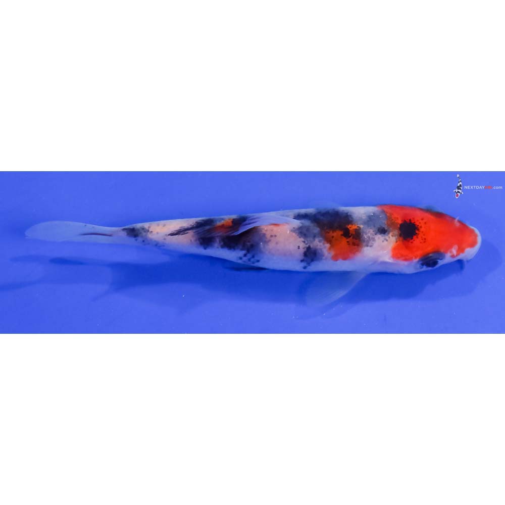 3.5” Imported Sanke