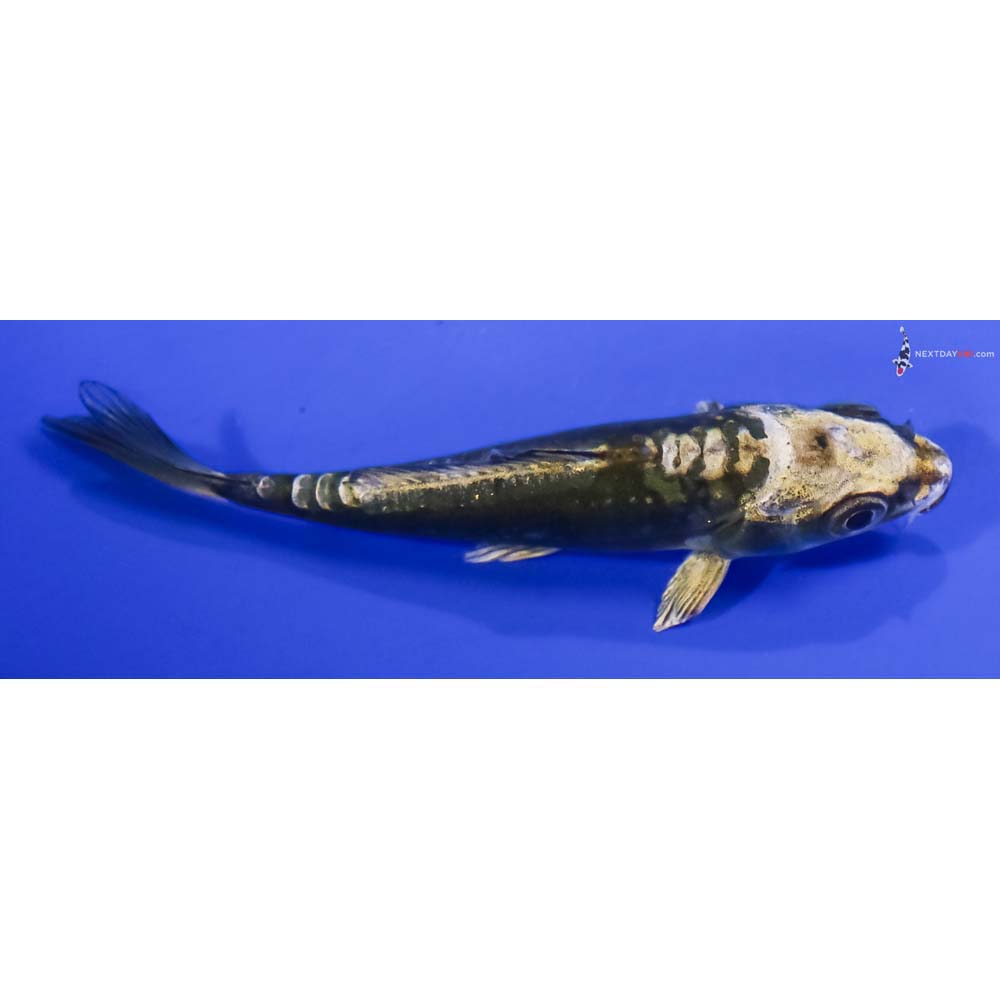 3” Imported Kin Kikokuryu