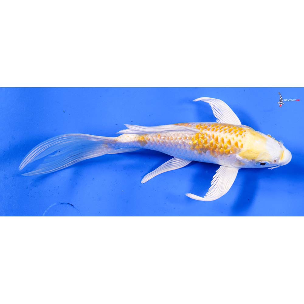 6” Imported Gin Rin Lemon Hariwake Butterfly Koi