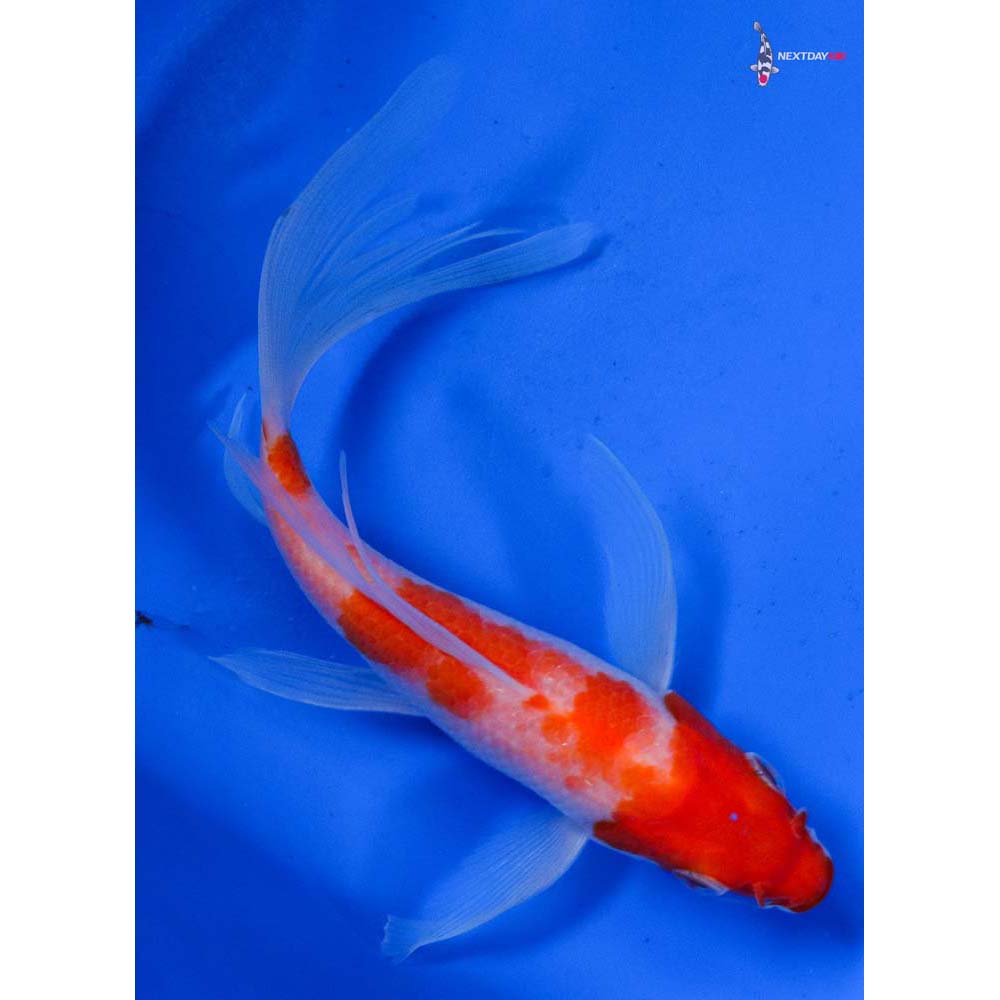 6” Imported Kohaku Butterfly Koi