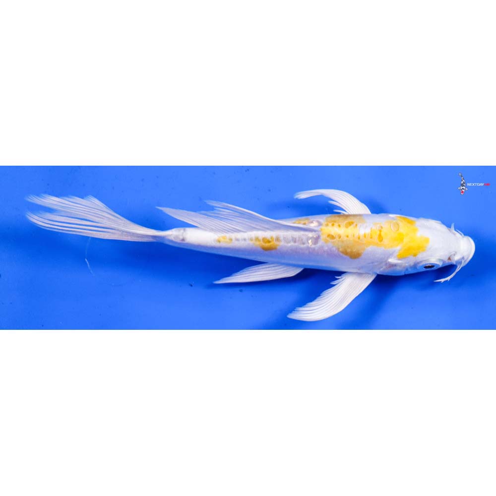 6” Imported Doitsu Lemon Hariwake Butterfly Koi