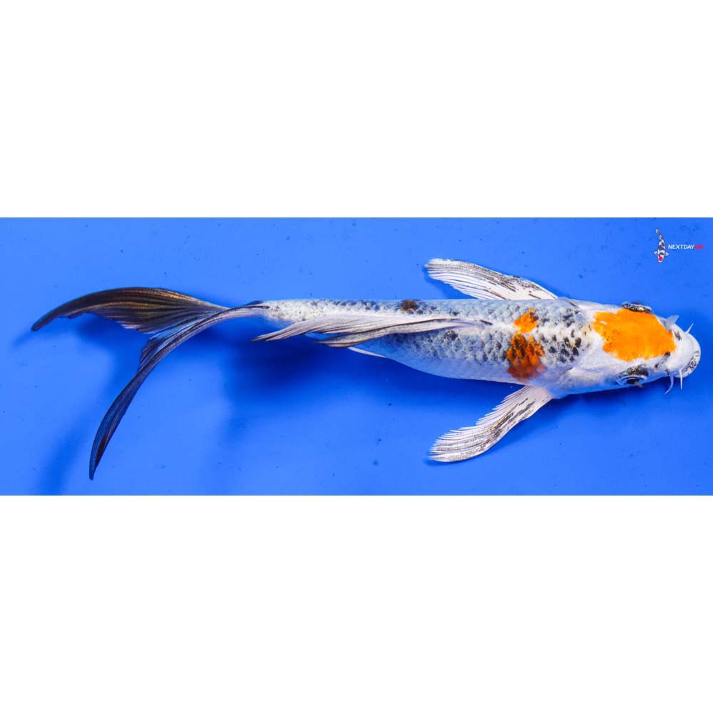 6.5” Imported Yamato Nishiki Butterfly Koi