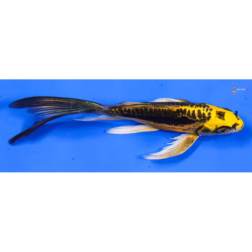 6.5” Imported Kin Kikokuryu Butterfly Koi