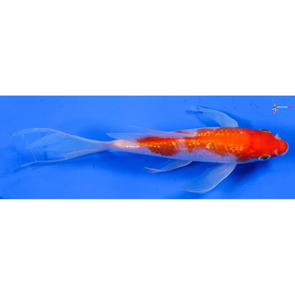6.5” Imported Gin Rin Kohaku Butterfly Koi