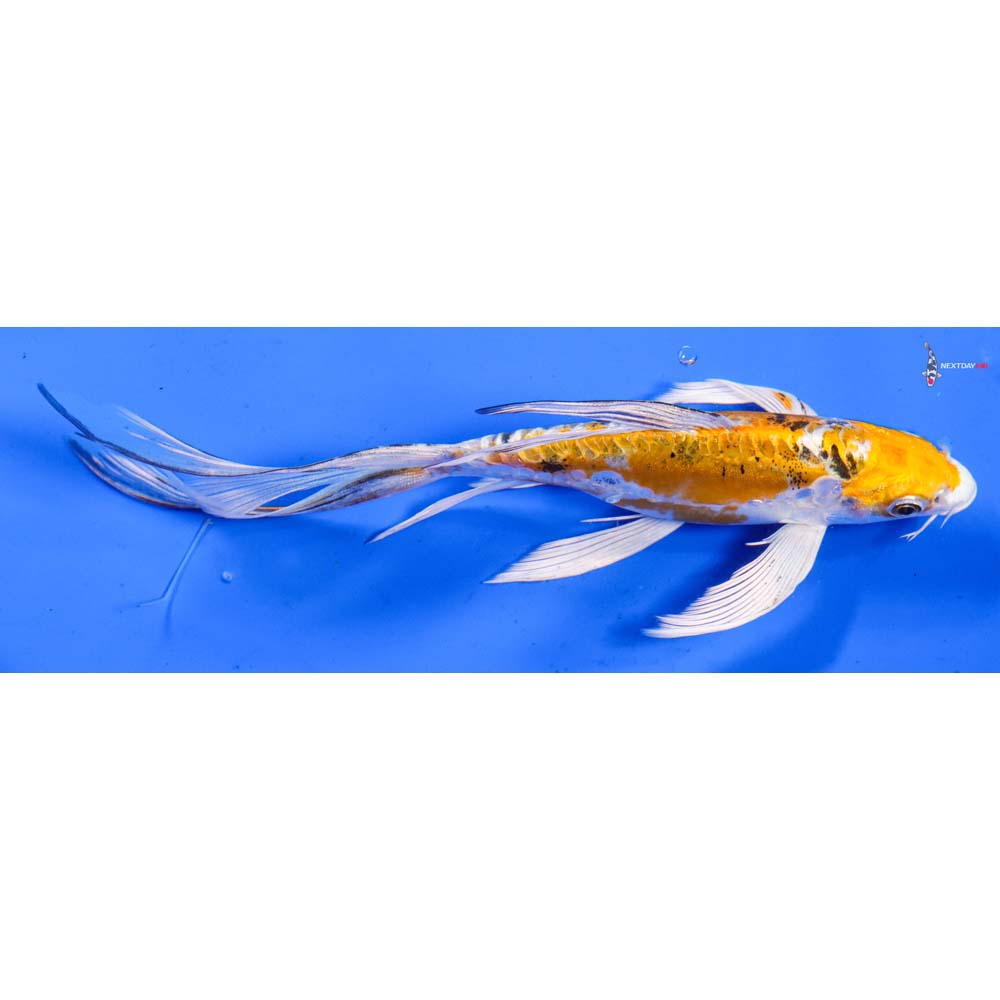 7” Imported Heisei Nishiki Butterfly Koi