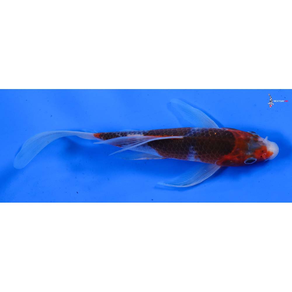 7” Imported Asagi Butterfly Koi