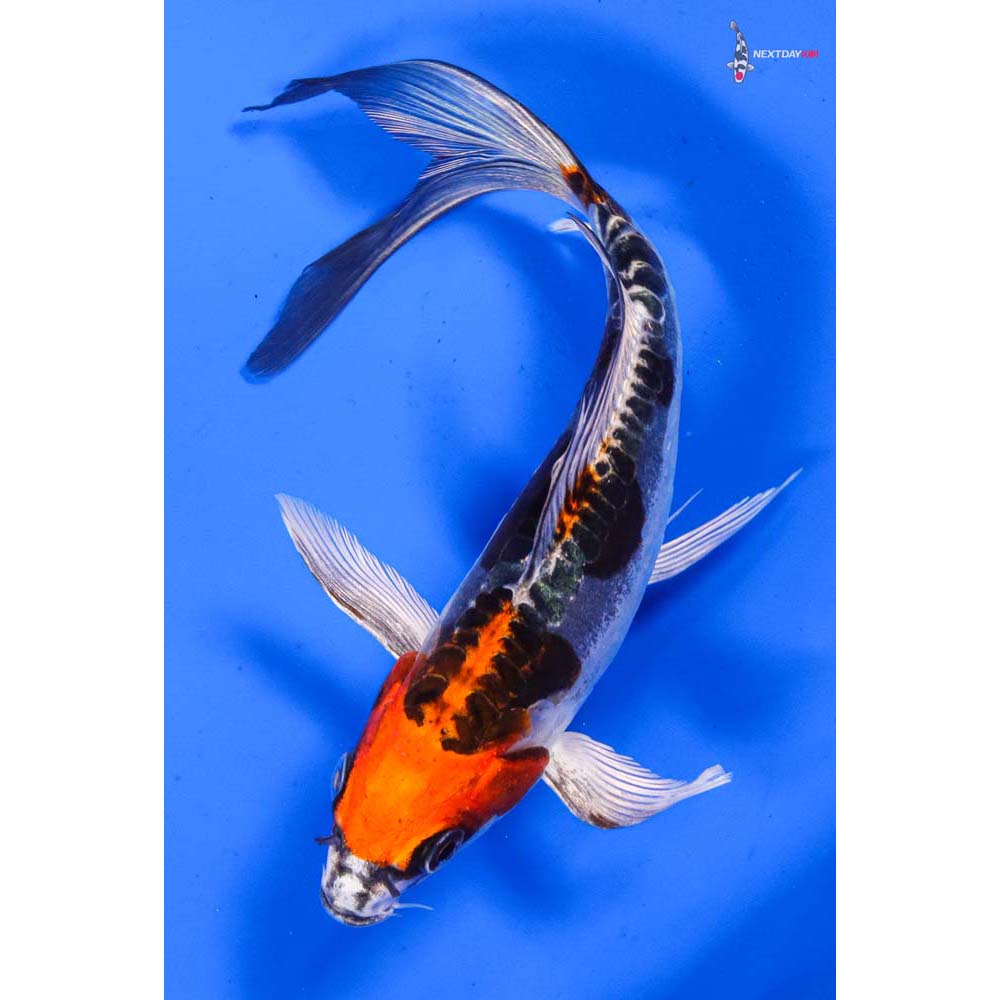 7” Imported Doitsu Kujaku Butterfly Koi