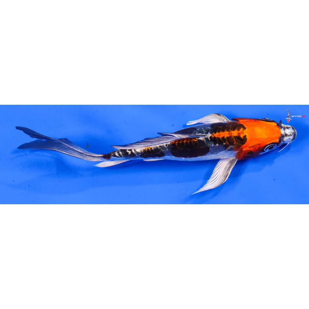 7” Imported Doitsu Kujaku Butterfly Koi