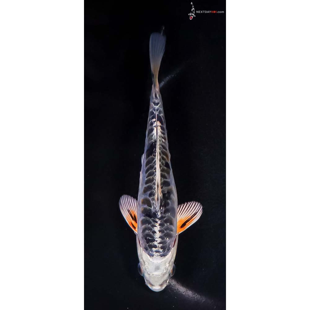 6” Imported Doitsu Blue Kujaku