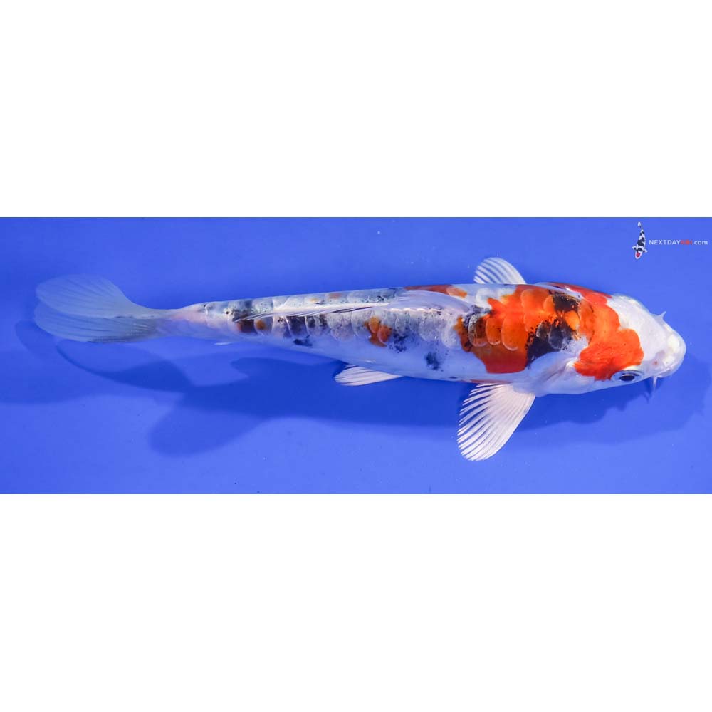 6” Imported Heisei Nishiki