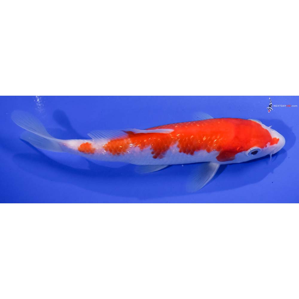 6.5” Imported Gin Rin Kohaku