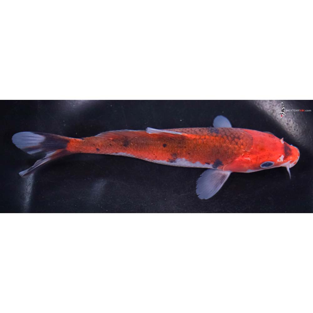 6.5” Imported Goromo