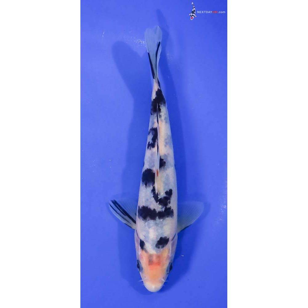 7” Imported Shiro Bekko