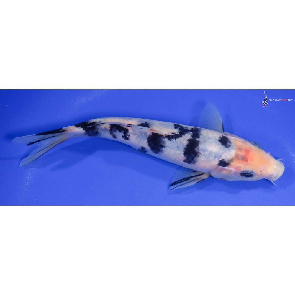 7” Imported Shiro Bekko