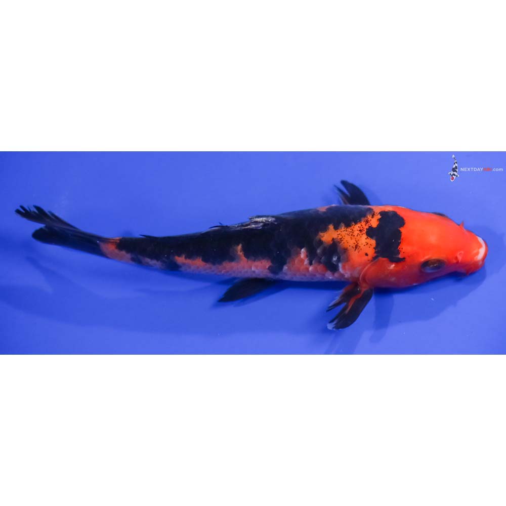 7” Imported Aka Bekko